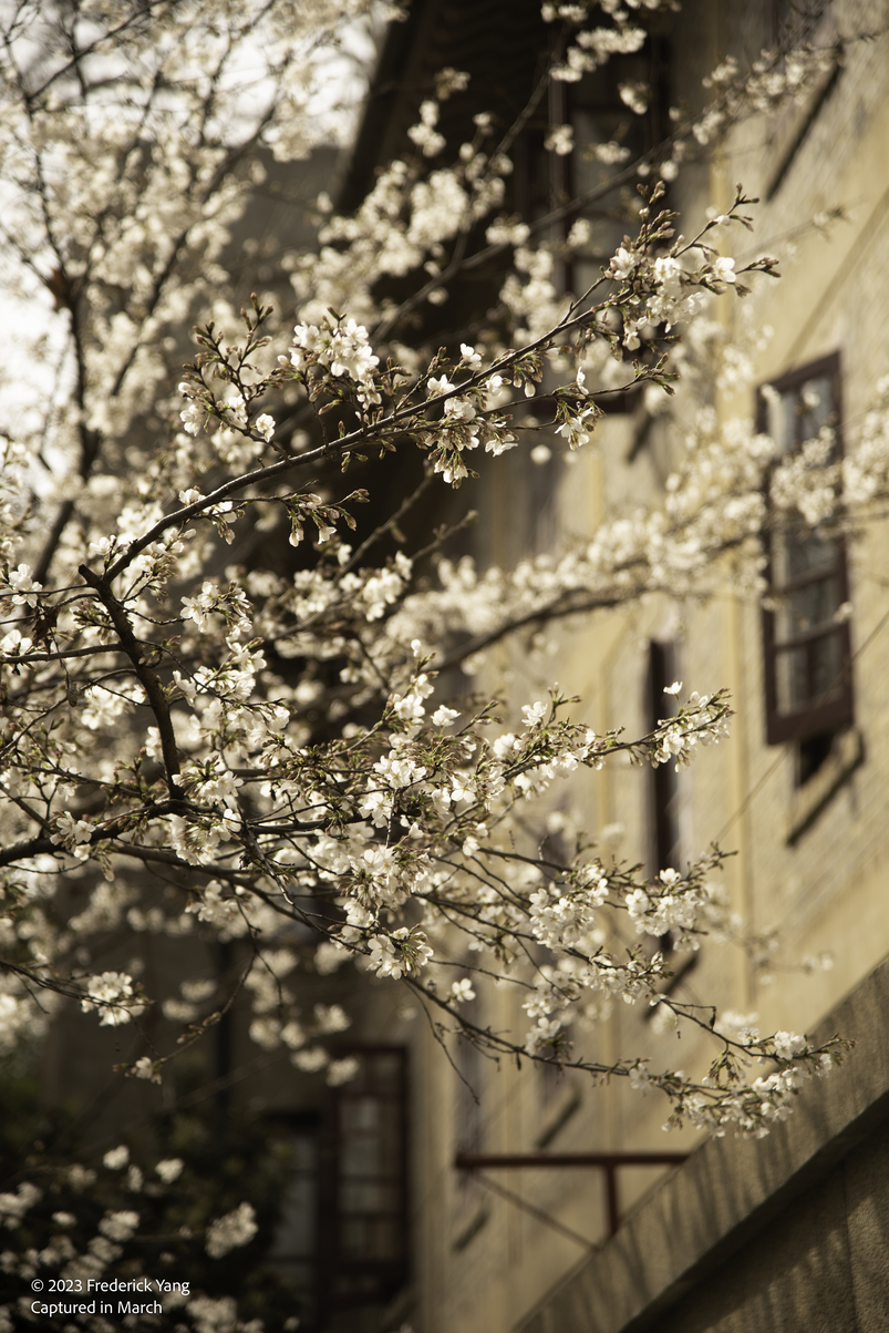 Sakura Mar. 12-6660